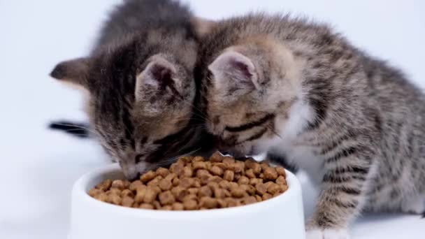 4k 는 두 줄무늬 고양이가 작은 새끼 고양이를 위해 신선하고 건조 한 고양이 먹이를 먹는 것을 닫는다. 흰 배경 위에 음식을 담는 광고 — 비디오