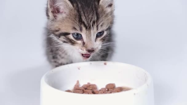 4k Close up gestreepte kitten eet vers ingeblikt kattenvoer voor kleine kittens. poesje likt zijn lippen na het eten. Reclame nat kitty voedsel op witte achtergrond — Stockvideo