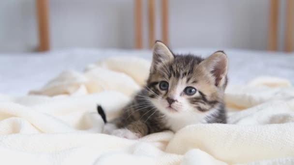 4k Cute striped domestic kitty lying on white light blanket on bed. Looking at camera. Concept of healthy adorable pets. — Stock Video