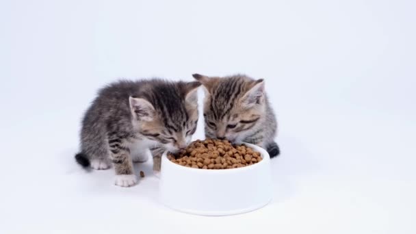 4k Close up két csíkos cica eszik friss száraz macska eledel részére kis cica. Hirdetés cica élelmiszer fehér alapon — Stock videók