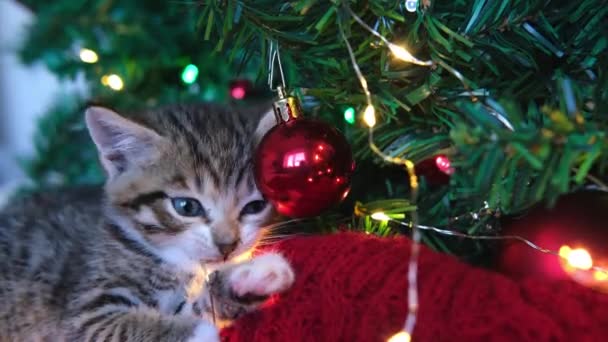 4k Little curioso divertido gatito a rayas juega con luces de Navidad guirnalda y bola roja en el árbol de Navidad. Gato mastica luces — Vídeos de Stock