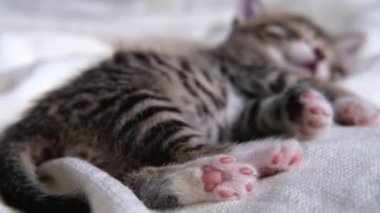 4k kedi pençeleri yakın. Çizgili evcil kedi yatakta beyaz bir battaniyenin üzerinde yatıyor. Uyku kedisi. Mutlu sevimli evcil hayvanlar kavramı. 