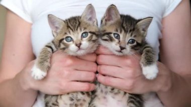 4K Kız kedi yavrularını tutuyor. İki kedi yavrusu kameraya bakıyor ve sahibinin ellerinde uyuyakalıyor. Mutlu sevimli evcil hayvanlar kavramı.