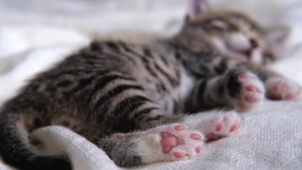 As patas de gato 4k fecham. gatinho doméstico listrado deitado no cobertor de luz branca na cama. Gato adormecido. Conceito de animais de estimação adoráveis felizes. — Vídeo de Stock