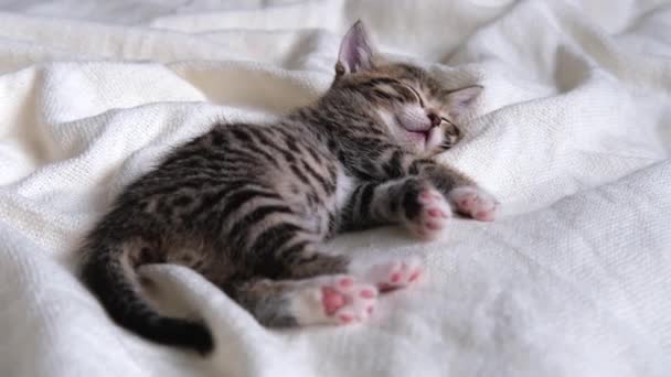 침대에 하얀 담요를 깔고 누워 있는 4k 줄의 국내용 고양이. 잠꾸러기. 귀여운 애완 동물에 대한 개념. — 비디오