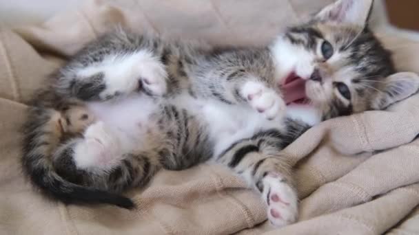 4k chaton rayé se réveille, se couche sur le dos, bâille et s'étire. Kitty regarde la caméra. Concept de chat adorable heureux animaux de compagnie. — Video