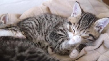 4k çizgili kedi yavrusu uyur ve pençesini kapalı gözlerle yalar, kendini yıkar. Mutlu sevimli kedi evcil hayvan kavramı.