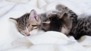 4k iki çizgili ev kedisi yatakta beyaz bir battaniyenin üzerinde yatıyor. Uyu ve kedicilik oyna. Sevimli evcil hayvan kavramı. 