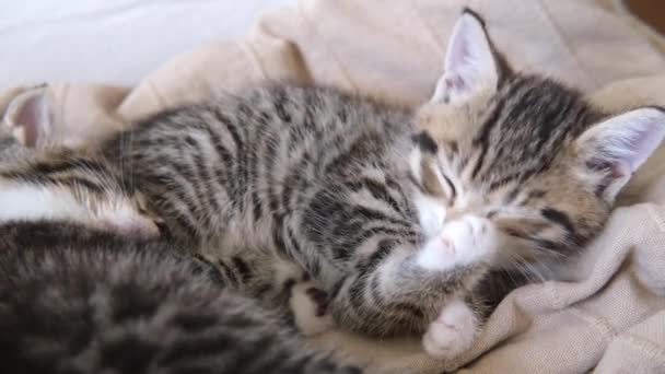 4k gestreepte kitten het kitten slaapt en likt zijn poot met gesloten ogen, wast zich. Concept van gelukkige schattige kat huisdieren. — Stockvideo