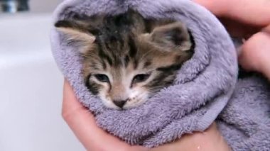 4K Banyodan sonra havluyla komik ıslak çizgili kedi yavrusu. Temiz hayvanlar. Kadın elleri yıkadıktan sonra sevimli kedileri siler.