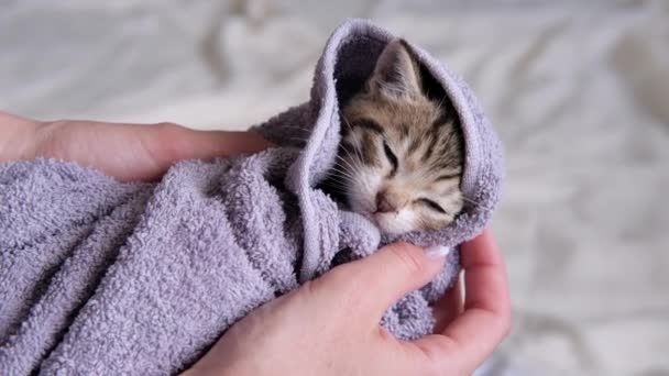 4k striped tabby kitten in towel falling asleep after taking bath. Clean pets. woman hands wipes cute cat after washing — Stock Video