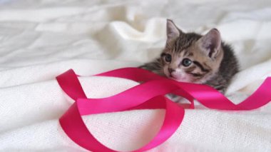 4K çizgili evcil kedi evde oynuyor. Şirin Kedi beyaz yatakta pembe kurdeleyle eğleniyor.