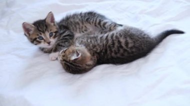 4k iki çizgili ev kedisi uykuya dalıyor, beyaz bir battaniyenin üzerinde yatıyorlar. Uyu ve kedicilik oyna. Sevimli evcil hayvan kavramı. 