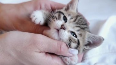 4k. Kapan kedi yavrusu sahibinin ellerinde uyuyakalıyor. Çizgili evcil kedi ellerinde yatıyor. Uyku kedisi. Mutlu sevimli evcil hayvanlar kavramı. Kız kediyi okşuyor