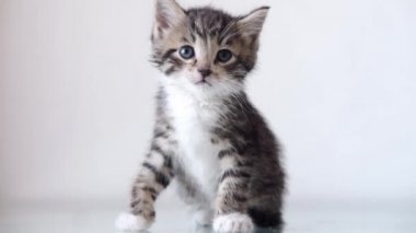 4k kedi yavrusu yemekten sonra dudaklarını yalıyor, patisiyle yıkıyor. Ağızlık beyaz arka planda beyaz yiyecekle lekelenmiş. Kameraya bakıyorum.