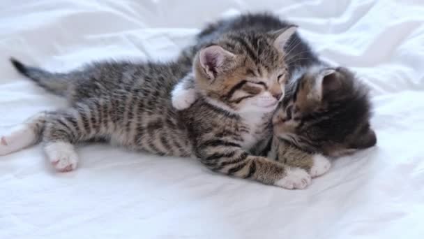 4k két csíkos belföldi cica elalszik, feküdt fehér fény takaró az ágyon. Aludj és játssz macskát. Az imádnivaló háziállatok fogalma. 