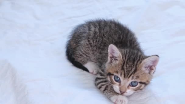 4k striped domestic kitten meowing, falling asleep, lying on white light blanket on bed. Sleep cat. Concept of adorable pets. — Stock Video