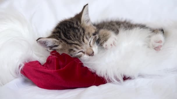 4k Little striped kitten sleeping with Christmas Santa hat. Cats lying on white bed. Holidays and relax — Stock Video