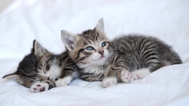 4k two striped domestic kittens falling asleep, lying on white light blanket on bed. Sleep and play cat. Concept of adorable pets. — Stock Video