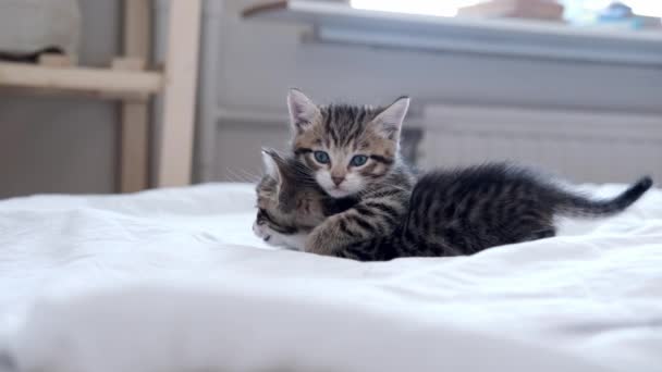 4k Dos gatitos juguetones a rayas jugando juntos en la cama en casa. Mirando a la cámara. Mascotas y gatos domésticos adorables saludables. — Vídeos de Stock