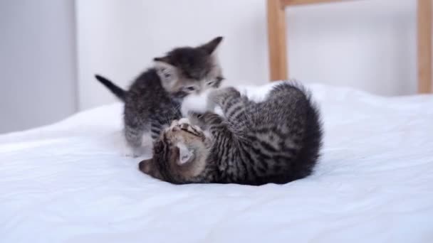 4k Two little striped playful kittens playing together on bed at home. Looking into the camera. Healthy adorable domestic pets and cats. — Stock Video