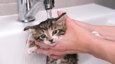4K Komik ıslak çizgili tekir kedicik banyo yapıyor. Temiz hayvanlar. Kadın elleri kediyi lavaboda yıkıyor. Suyun altındaki kedi.