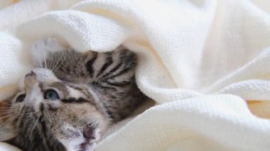 4K çizgili evcil kedi yatakta beyaz bir battaniyeyle yatıyordu. Kameraya bakıyorum. Sevimli evcil hayvan kavramı. 