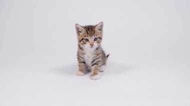 4k çizgili kedi yavrusu beyaz stüdyo arka planında oturur ve kameraya bakar. Kedi tökezler