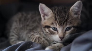 4k kedi yavrusu gece uykuya dalıyor. Çizgili evcil kedi kutuda yatıyor. Uyku kedisi gözlerini kapar ve uykuya dalar.