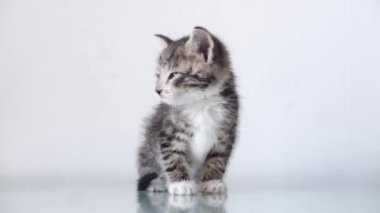 4k çizgili küçük kedi yavrusu beyaz masaya oturup kameraya bakıyor. Kedi tökezler