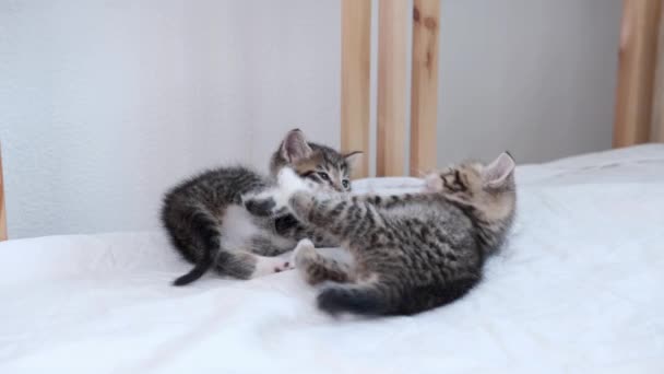 4k Two little striped playful kittens playing together on bed at home. Looking into the camera. Healthy adorable domestic pets and cats. — Stock Video