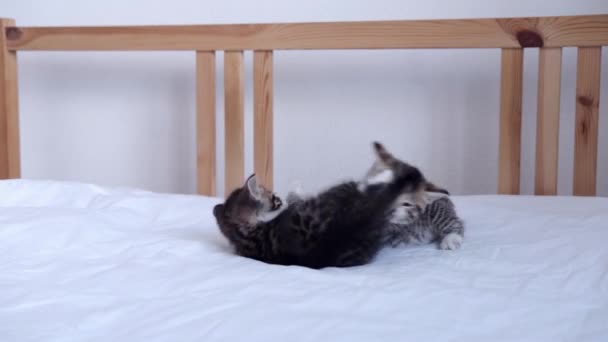 4k สองลูกแมวลายเล็ก ๆ เล่นด้วยกันบนเตียงที่บ้าน มองไปที่กล้อง สัตว์เลี้ยงและแมวในบ้านที่น่ารักเพื่อสุขภาพ . — วีดีโอสต็อก