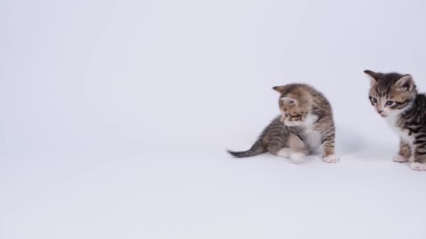4k Δύο μικρά ριγέ παιχνιδιάρικα γατάκια που παίζουν μαζί σε λευκό φόντο στούντιο. Υγιή αξιολάτρευτο κατοικίδια ζώα και γάτες. — Αρχείο Βίντεο