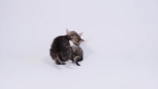 4k Two little striped playful kittens playing together on white studio background. Healthy adorable domestic pets and cats. — Stock Video