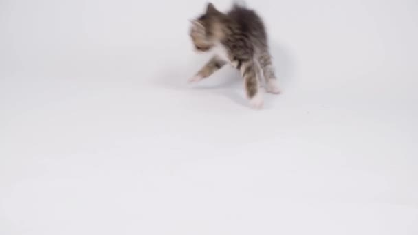 4K küçük çizgili kedi yavrusu beyaz stüdyo arka planında oynuyor. Kitty eğleniyor. Sağlıklı sevimli evcil hayvanlar ve kediler. — Stok video