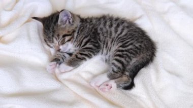 4K çizgili evcil kedi yatakta beyaz bir battaniyenin üzerinde yatıyor. Uyku kedisi. Sevimli evcil hayvan kavramı. 