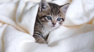 4K çizgili evcil kedi yatakta beyaz bir battaniyeyle yatıyordu. Kameraya bakıyorum. Sevimli evcil hayvan kavramı. 