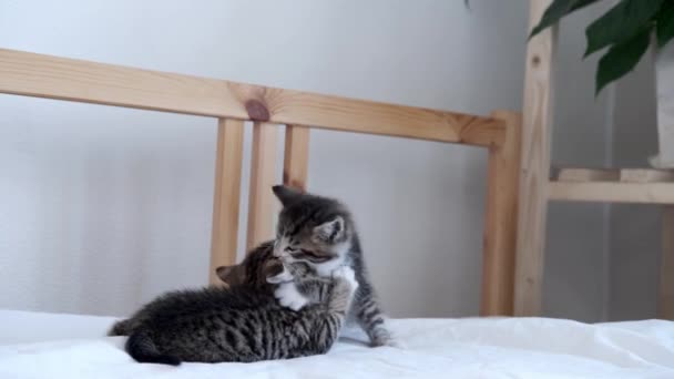 4k Дві маленькі смугасті грайливі кошенята граються разом на ліжку вдома. Дивлячись в камеру. Здорові красиві домашні тварини і коти . — стокове відео