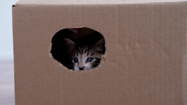 4k küçük kedicik kutudaki yuvarlak delikten dışarı bakıyor. Meraklı komik çizgili kedicik. Kedi kutuda saklanıyor. — Stok video