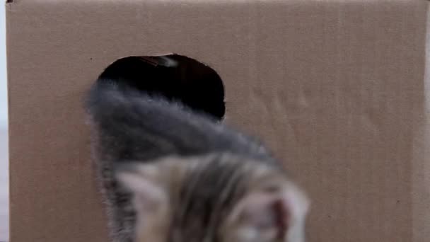 4k Dos gatitos salen de la caja de cartón a través de un agujero redondo. Curiosos gatitos divertidos a rayas juguetones. Gatos escondidos en la caja. Imágenes de bucle sin fisuras — Vídeo de stock