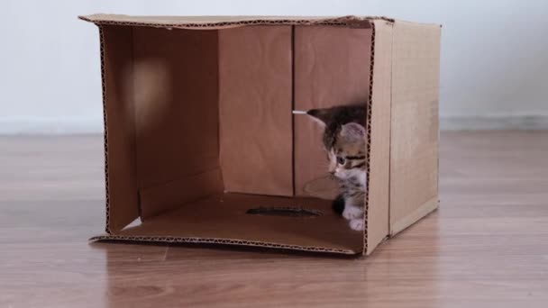 4k mały kotek siedzi w kartonowym pudełku w domu. Kot chowa się w pudełku. zabawny zabawny kotek w paski. — Wideo stockowe