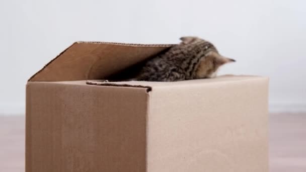 4k Twee kittens klimmen uit de kartonnen doos. Nieuwsgierige speelse grappige gestreepte kittens. Katten verstopt in doos — Stockvideo