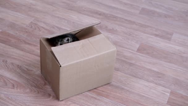 4K küçük kedi yavrusu karton kutudan çıkıyor. Meraklı komik çizgili kedi yavrusu. Kedi kutuda saklanıyor. — Stok video