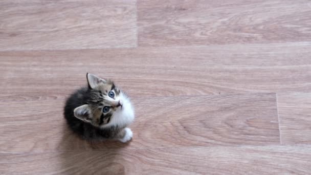 4k Kitten wacht op eten. Kleine gestreepte kat zittend op houten vloer, likkend en kijkend naar de camera. — Stockvideo