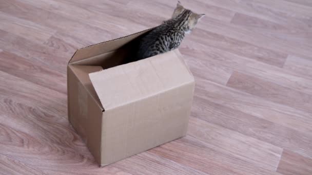 4k pisoi mic urca din cutie de carton și urcă înapoi în cutie. Curios jucăuș amuzant pisoi cu dungi. Ascunderea pisicii — Videoclip de stoc