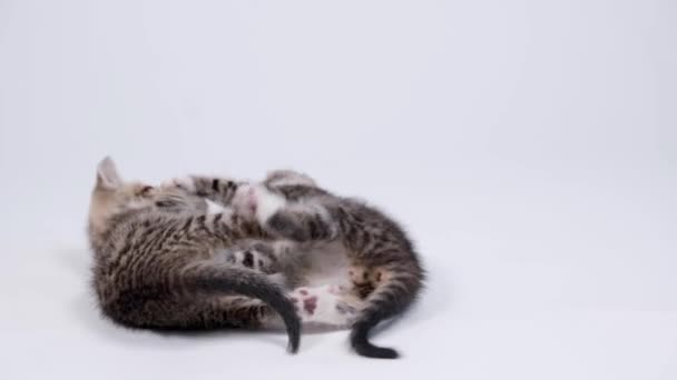 4k Deux petits chatons ludiques rayés jouant ensemble sur fond de studio blanc. Animaux domestiques et chats adorables en bonne santé. — Video