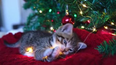 4k Küçük tuhaf çizgili kedi yavrusu Noel ışıkları çelengi ve Noel ağacında kırmızı top ile oynuyor. Kediler ışık çiğner
