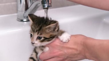 4K Komik ıslak çizgili tekir kedicik banyo yapıyor. Temiz hayvanlar. Kadın elleri kediyi lavaboda yıkıyor. Suyun altındaki kedi.