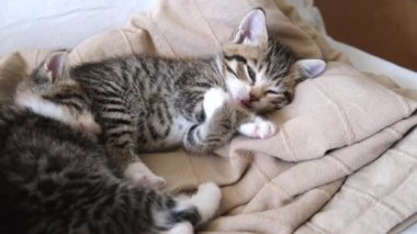 4k çizgili kedi yavrusu uyanıyor, sırtüstü yatıyor, esniyor ve esniyor. Kitty kameraya bakıyor. Mutlu sevimli kedi evcil hayvan kavramı.