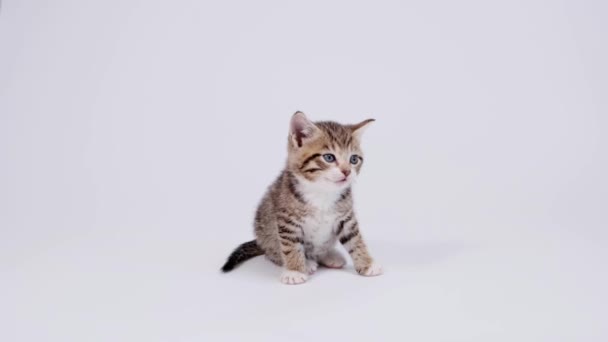 4k Little striped kitten sits on white studio background and looks into the camera. Cat staggers away — Stock Video